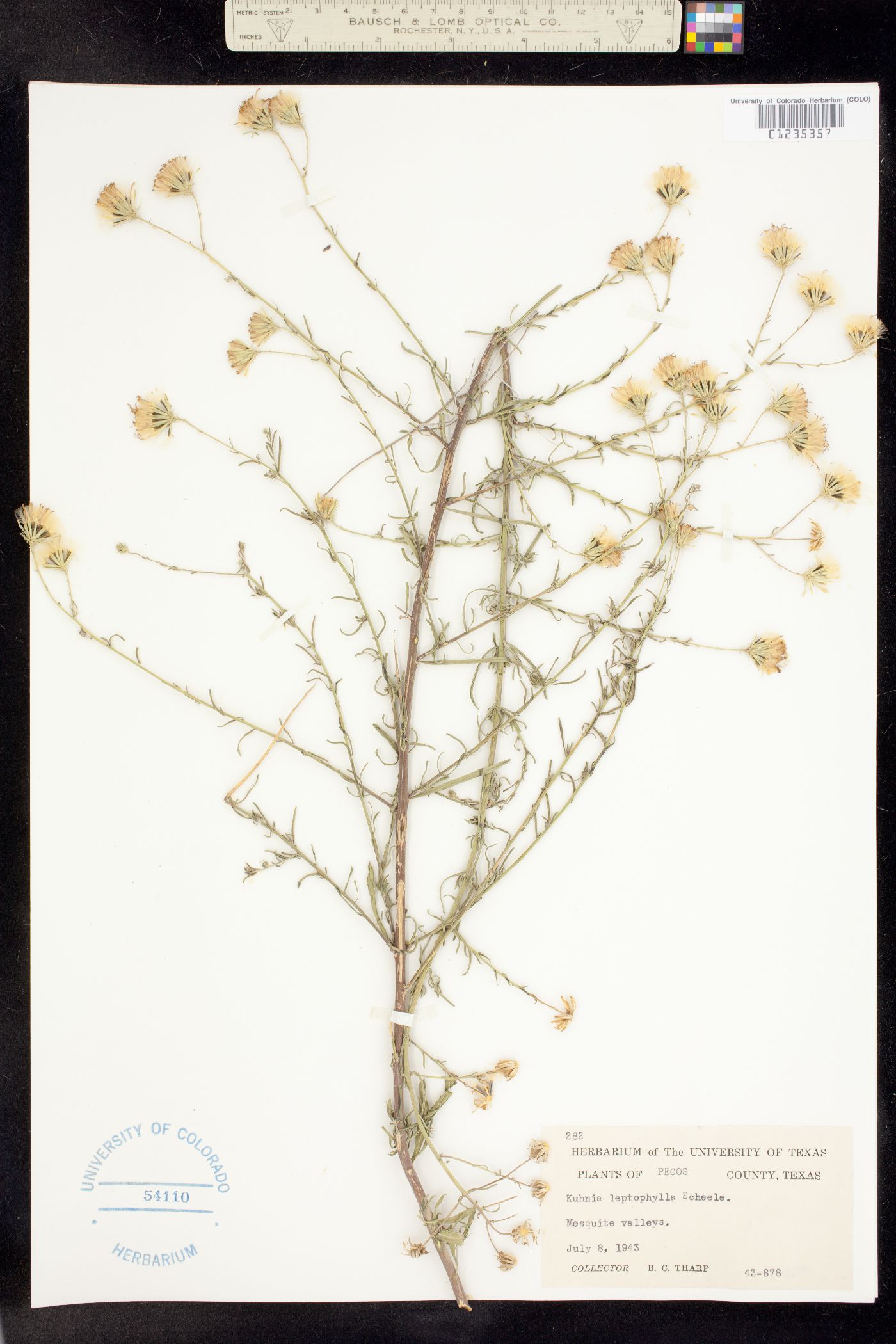 Brickellia eupatorioides var. eupatorioides image