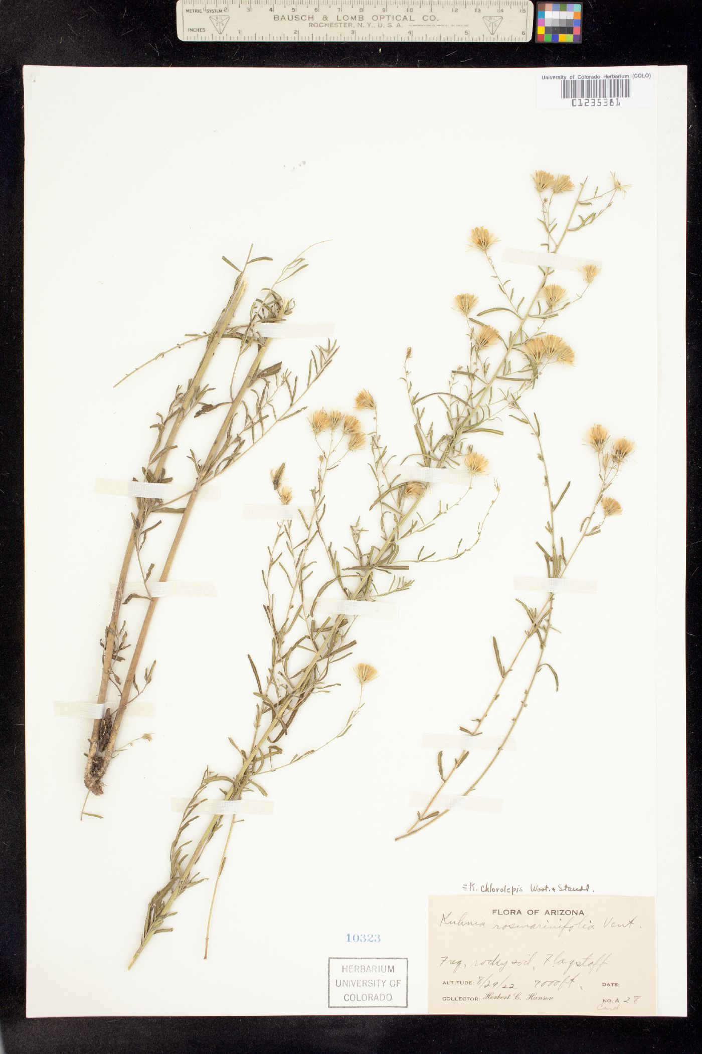 Brickellia eupatorioides image