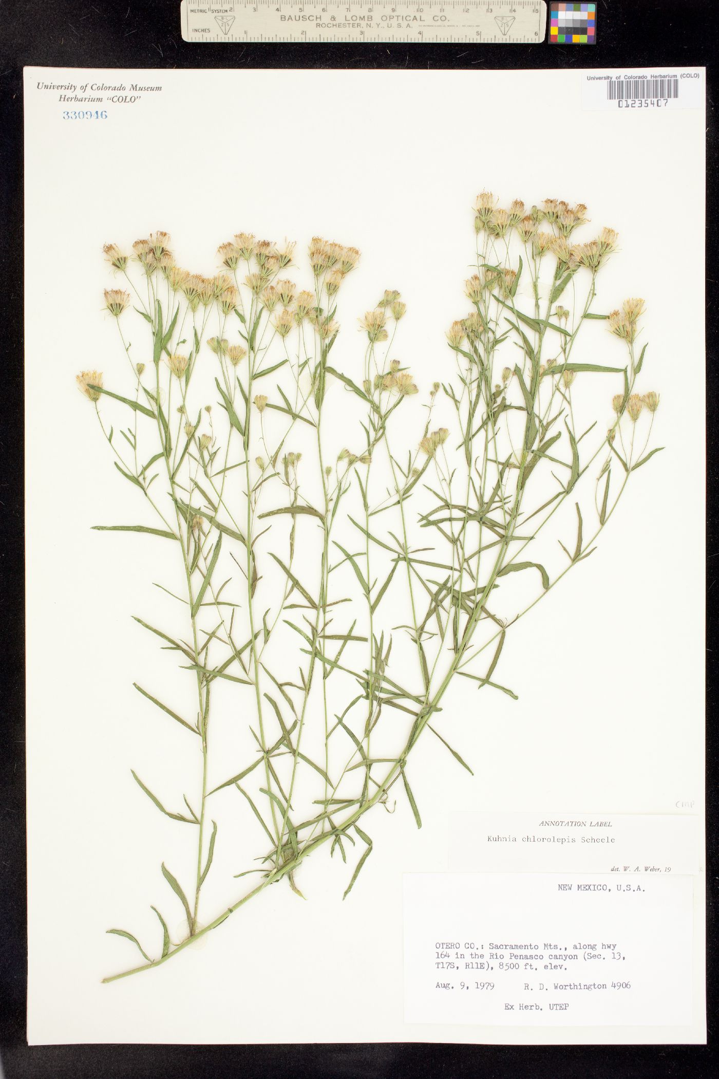 Brickellia eupatorioides var. eupatorioides image