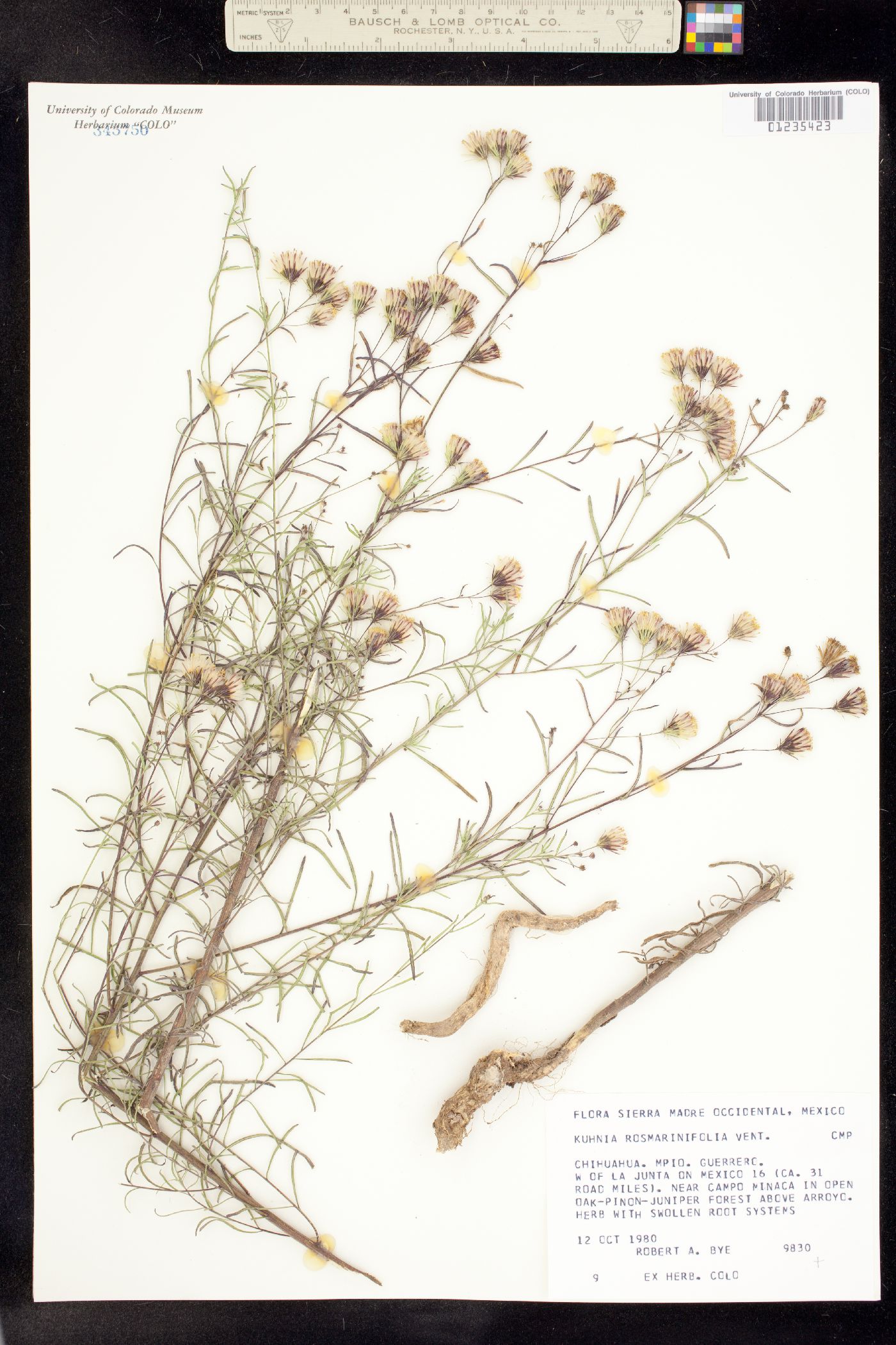 Brickellia eupatorioides var. eupatorioides image