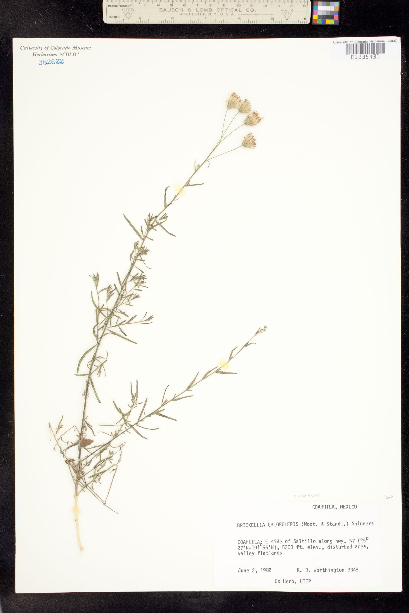 Brickellia eupatorioides var. eupatorioides image