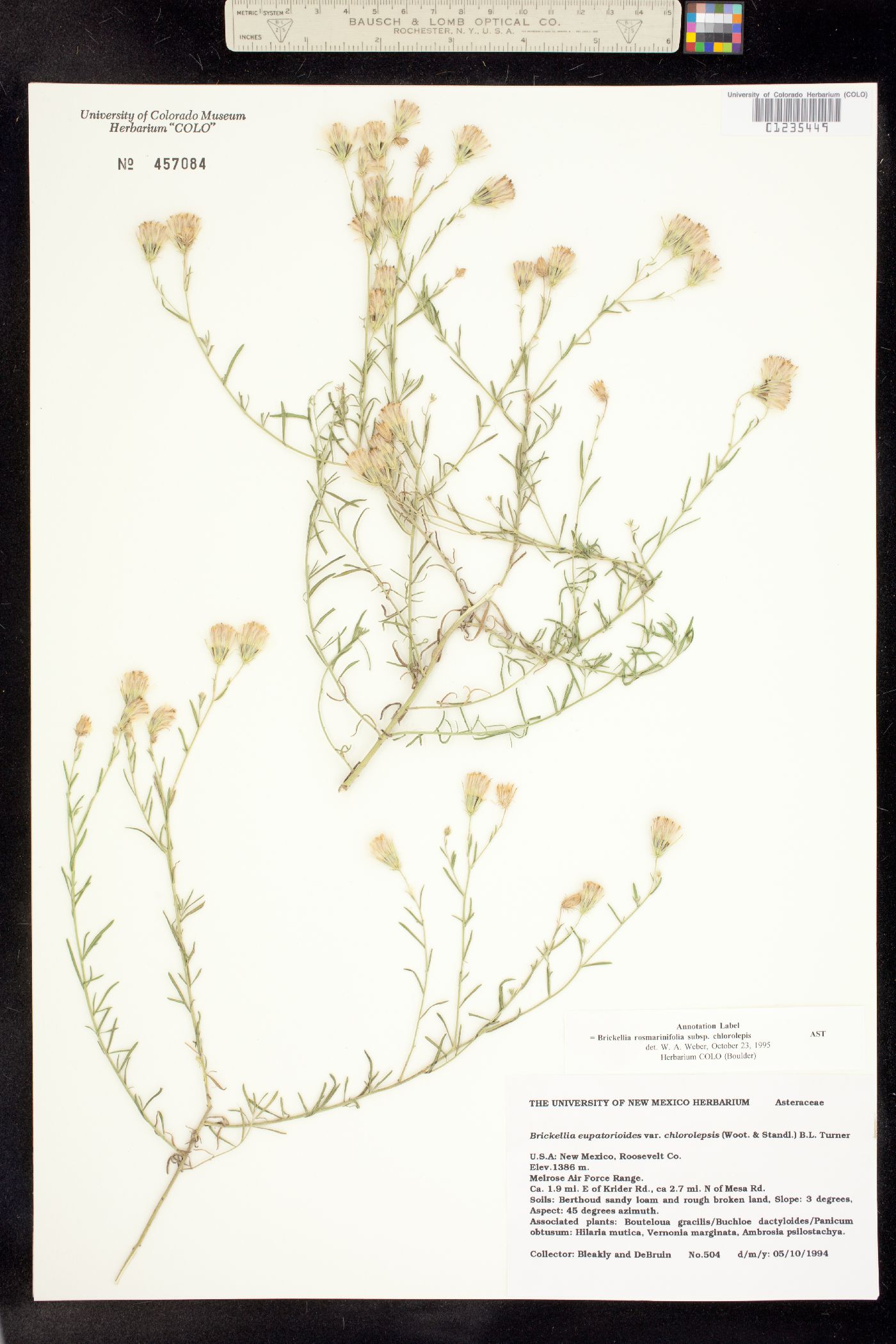 Brickellia eupatorioides var. chlorolepis image