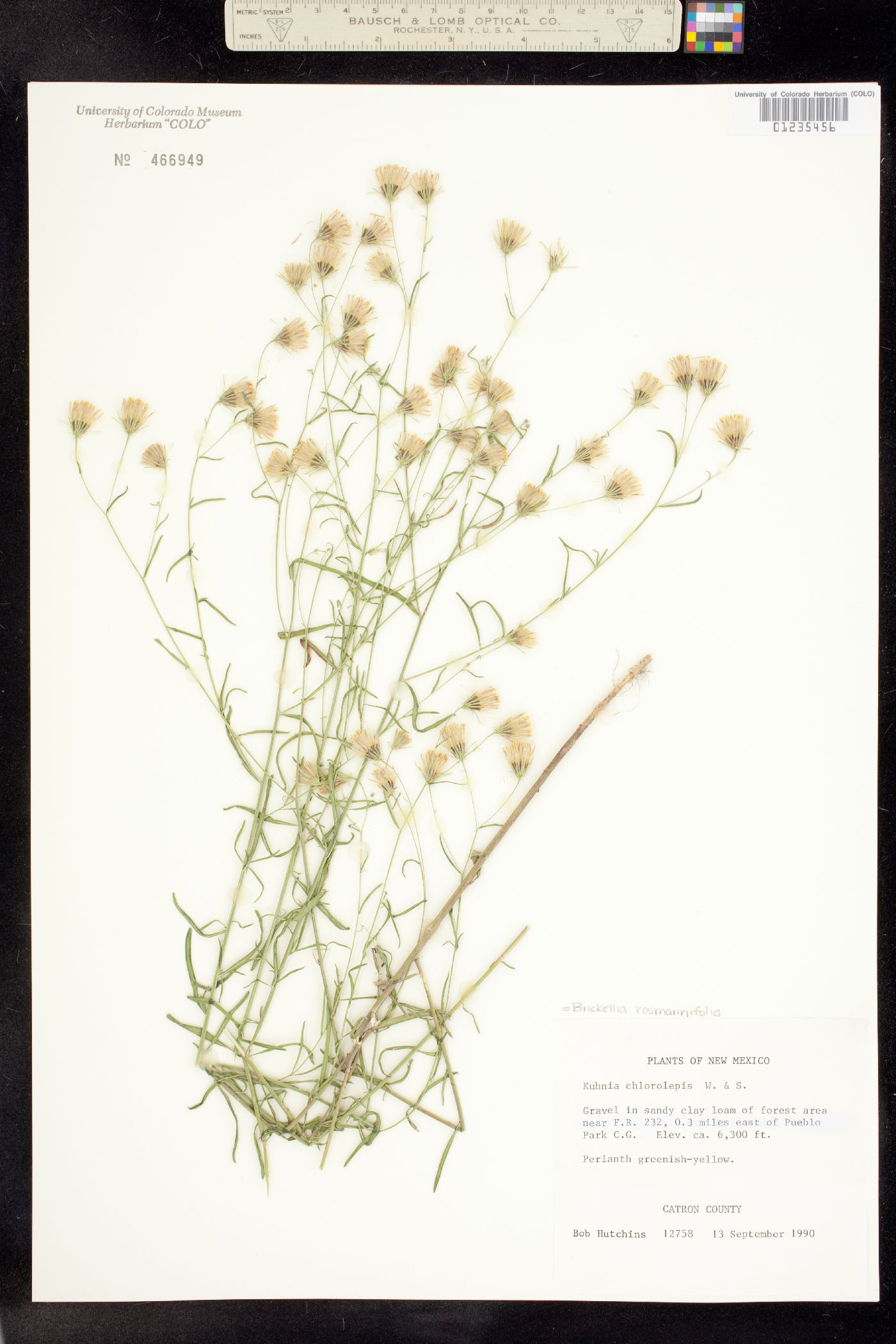 Brickellia rosmarinifolia image