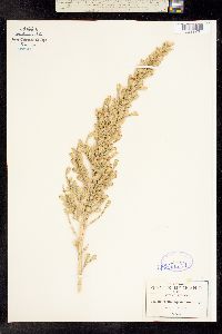 Asanthus squamulosus image