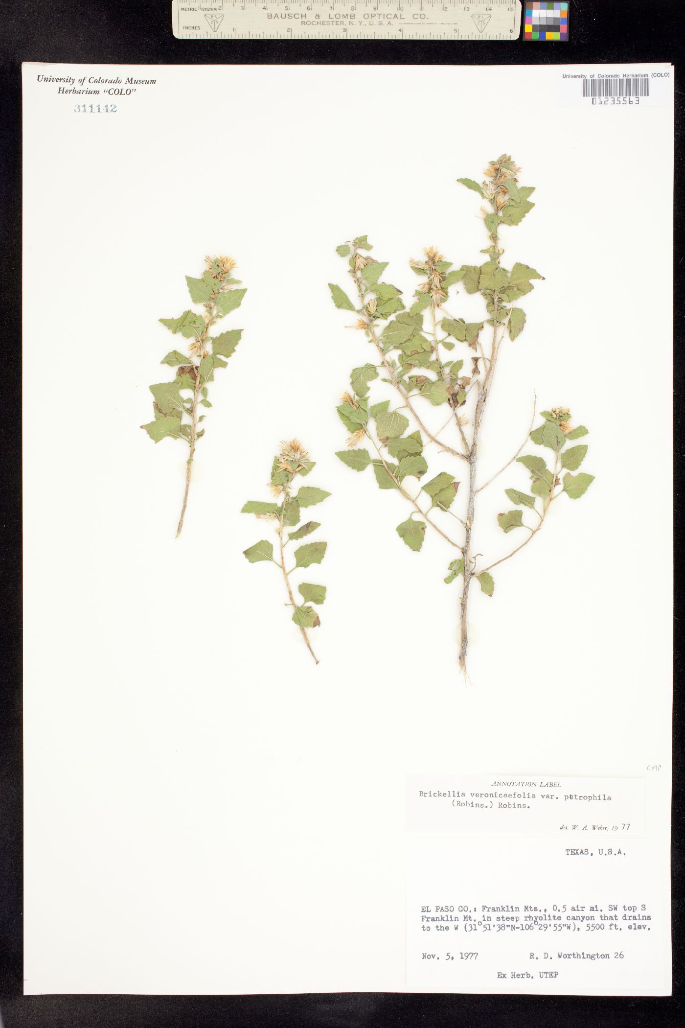 Brickellia veronicifolia image