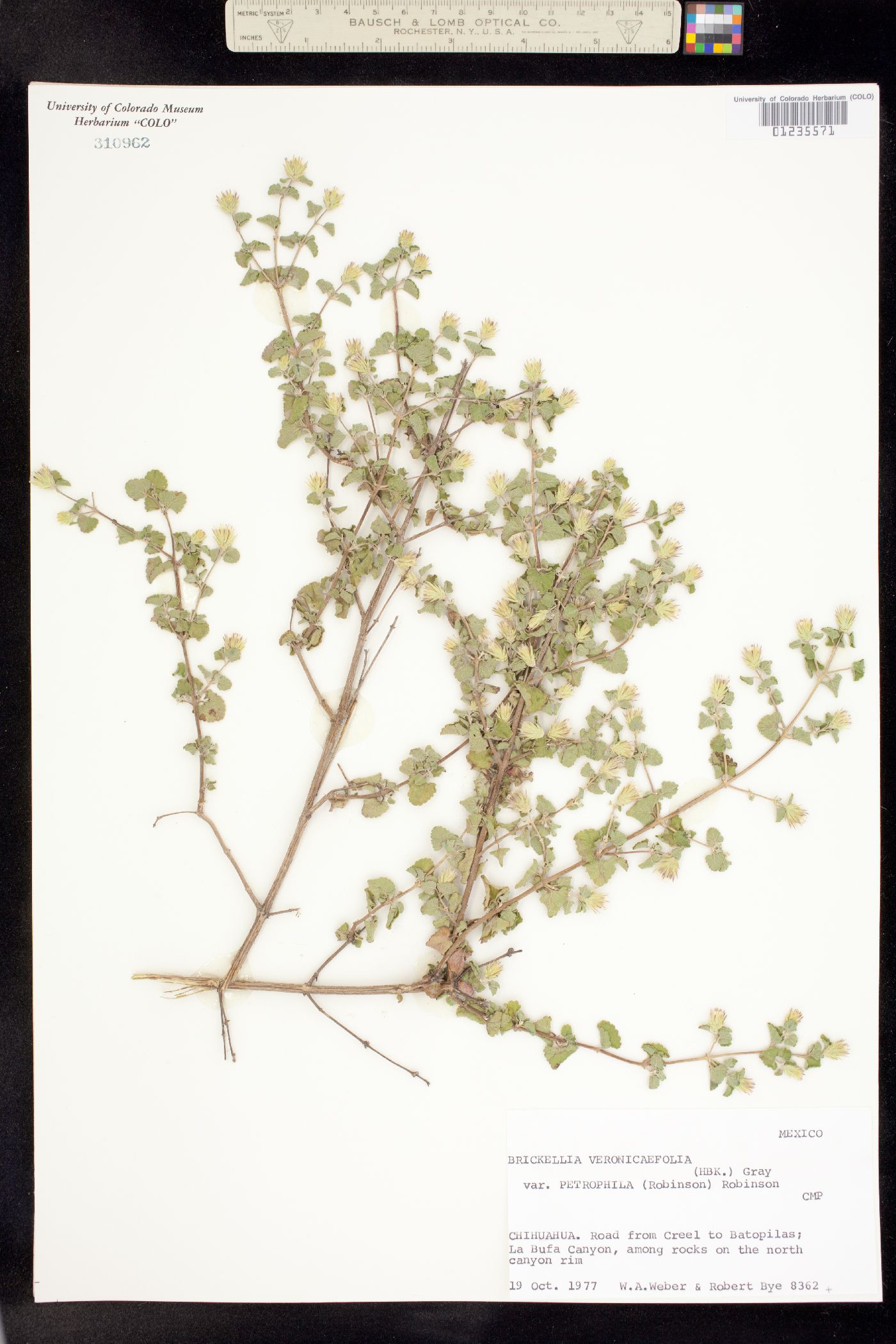 Brickellia veronicifolia image