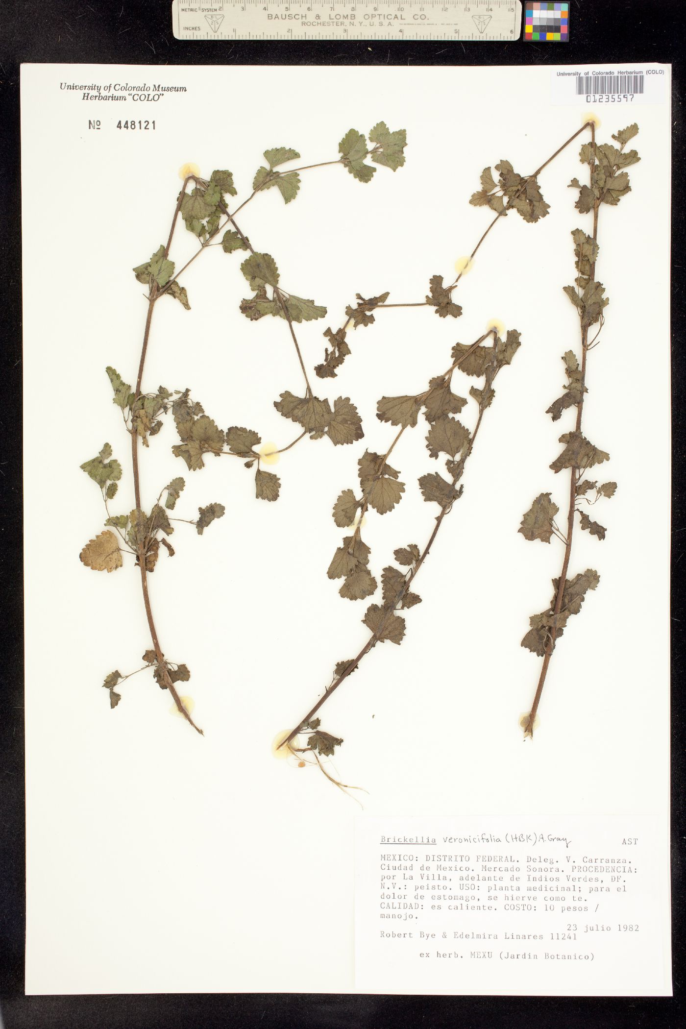 Brickellia veronicifolia image