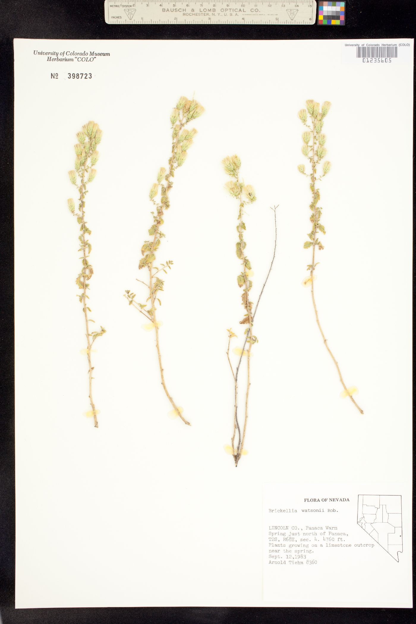 Brickellia watsonii image