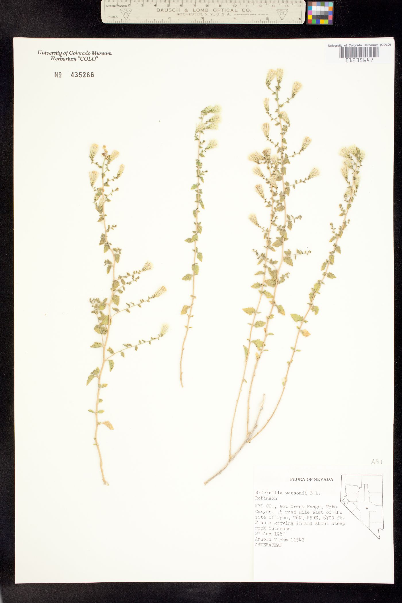 Brickellia watsonii image