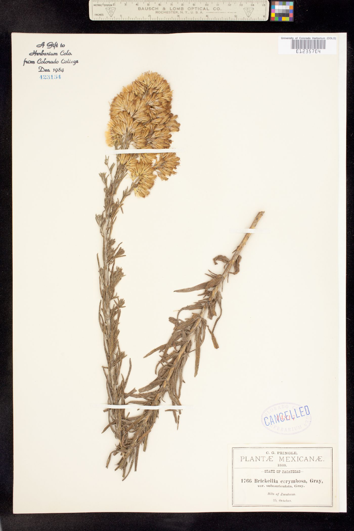 Brickellia corymbosa image