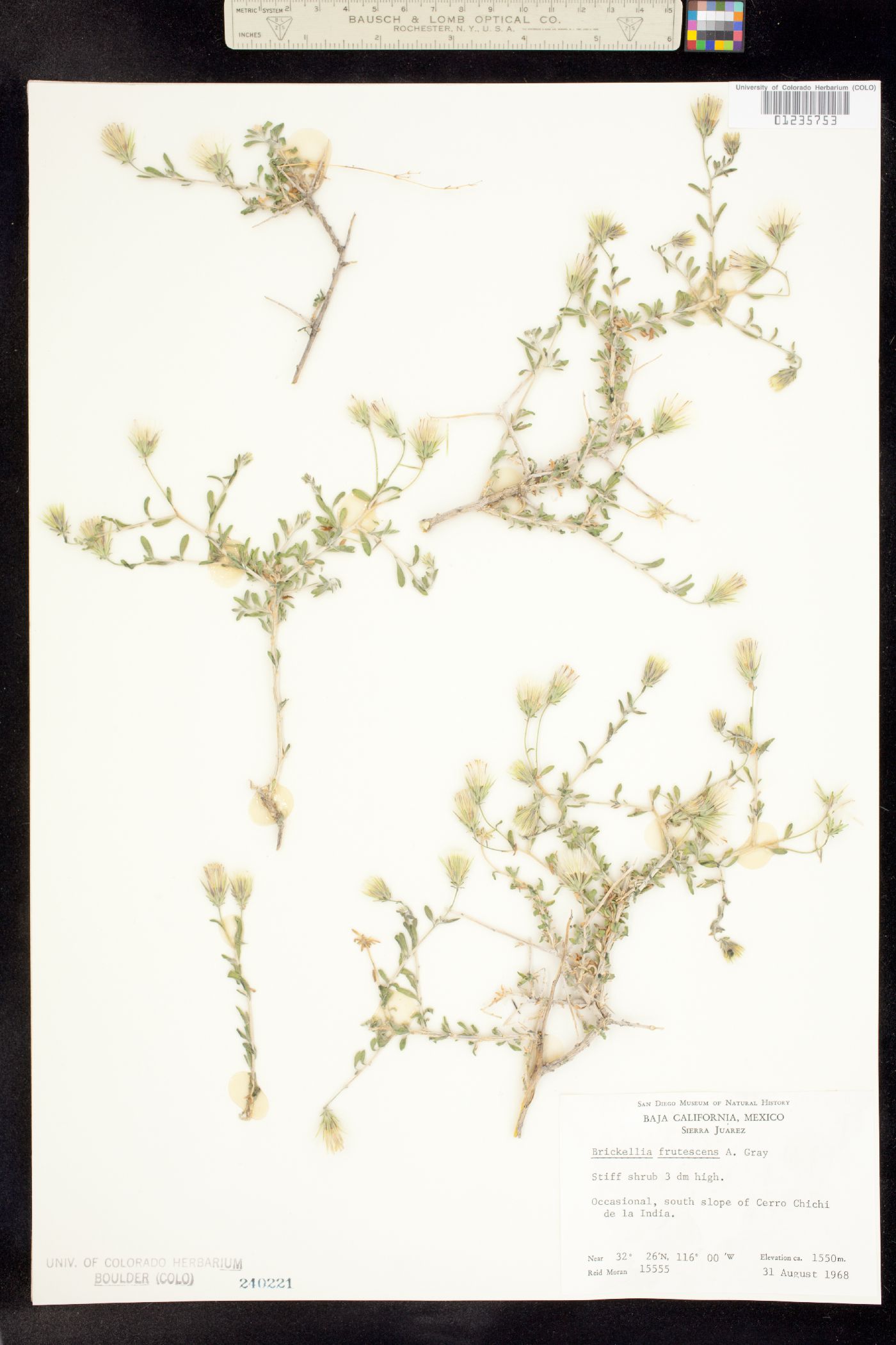 Brickellia frutescens image