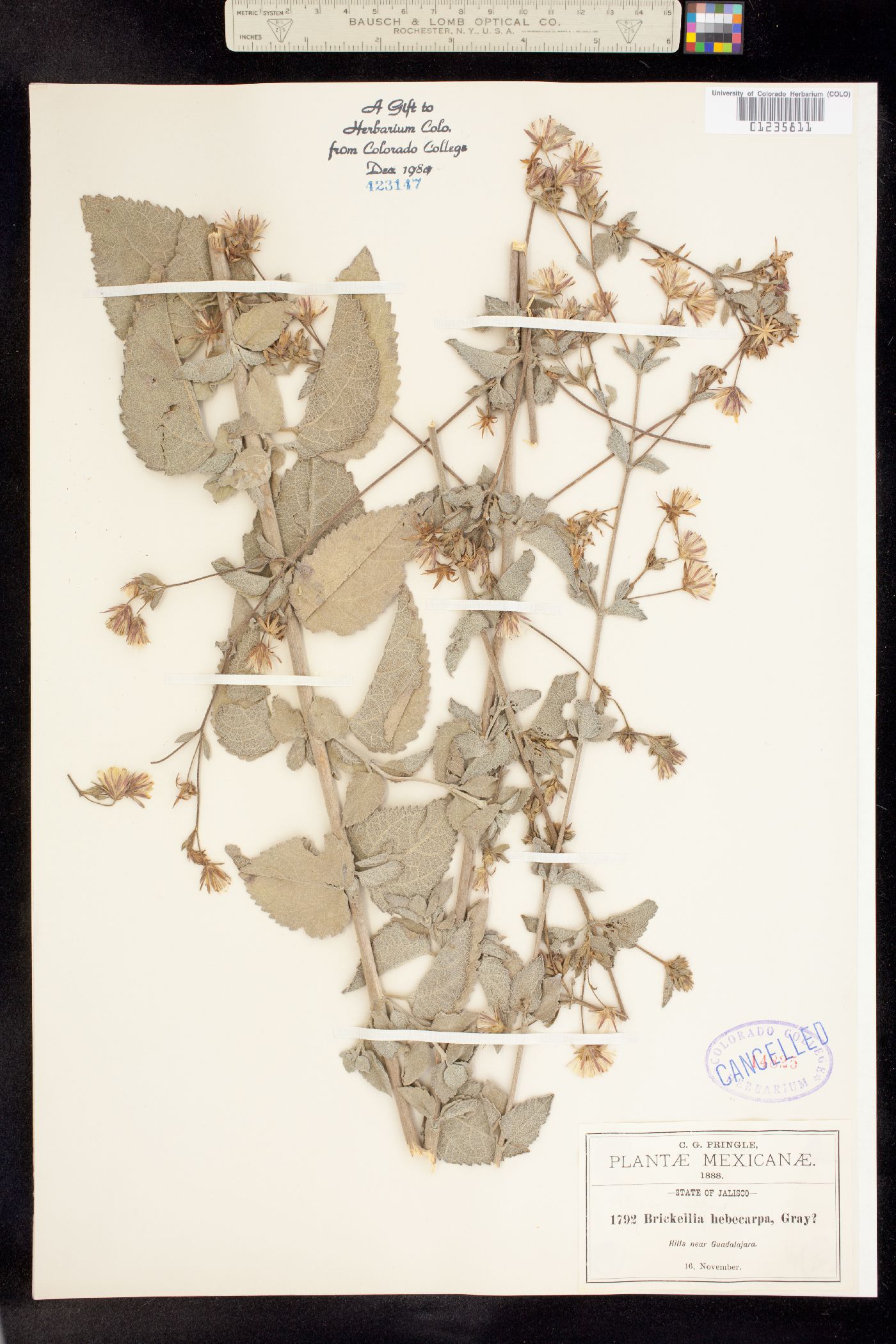 Brickellia hebecarpa image