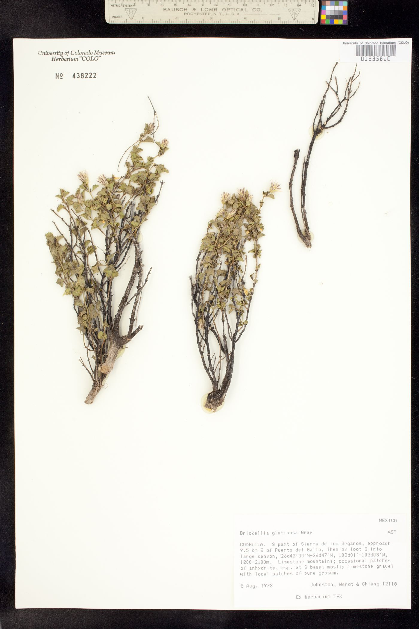 Brickellia glutinosa image