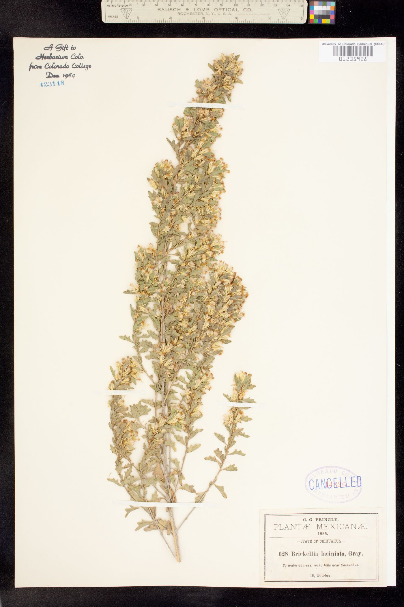 Brickellia laciniata image