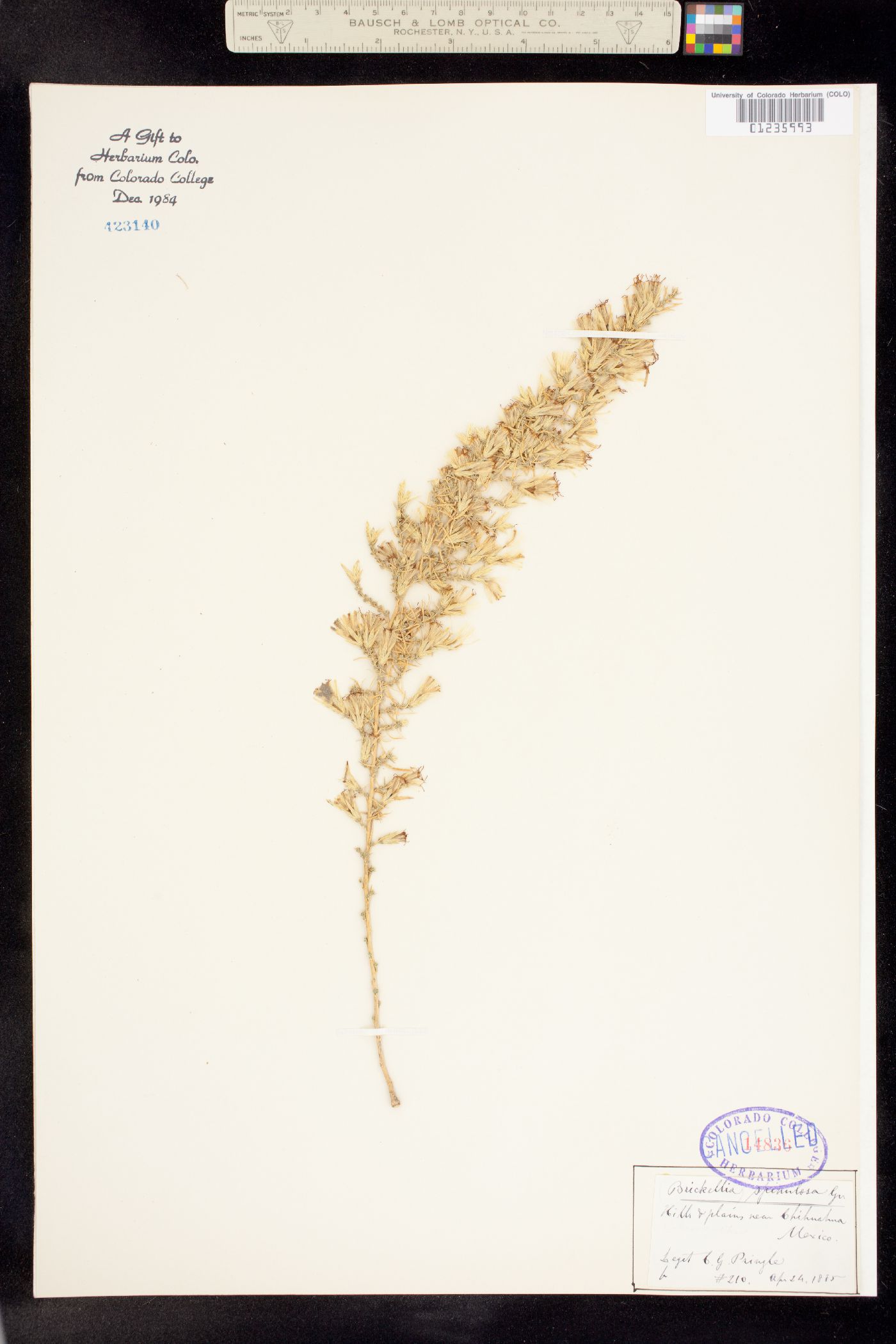 Brickellia spinulosa image