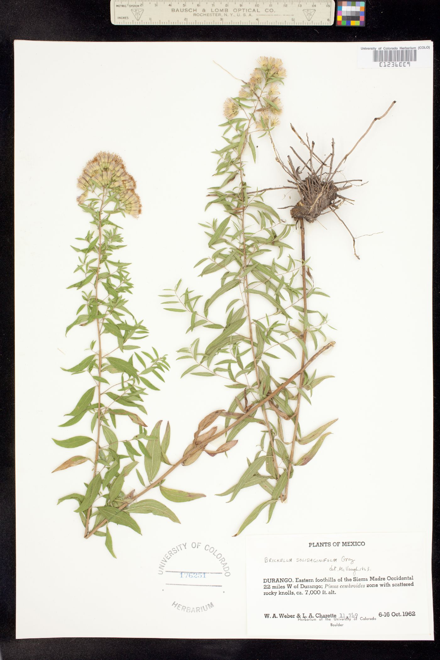 Brickellia solidaginifolia image