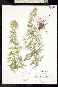 Brickellia solidaginifolia image