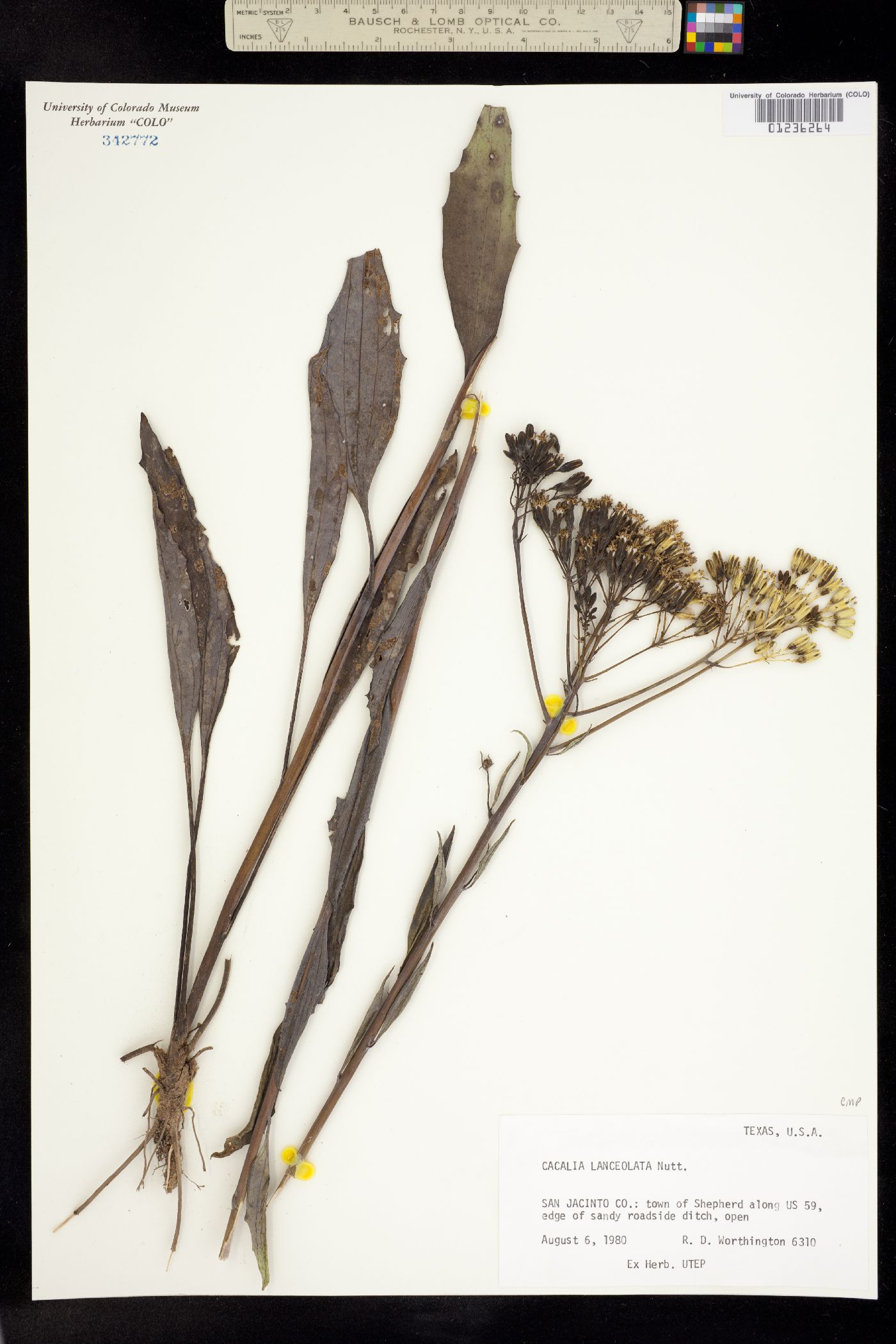 Arnoglossum ovatum image