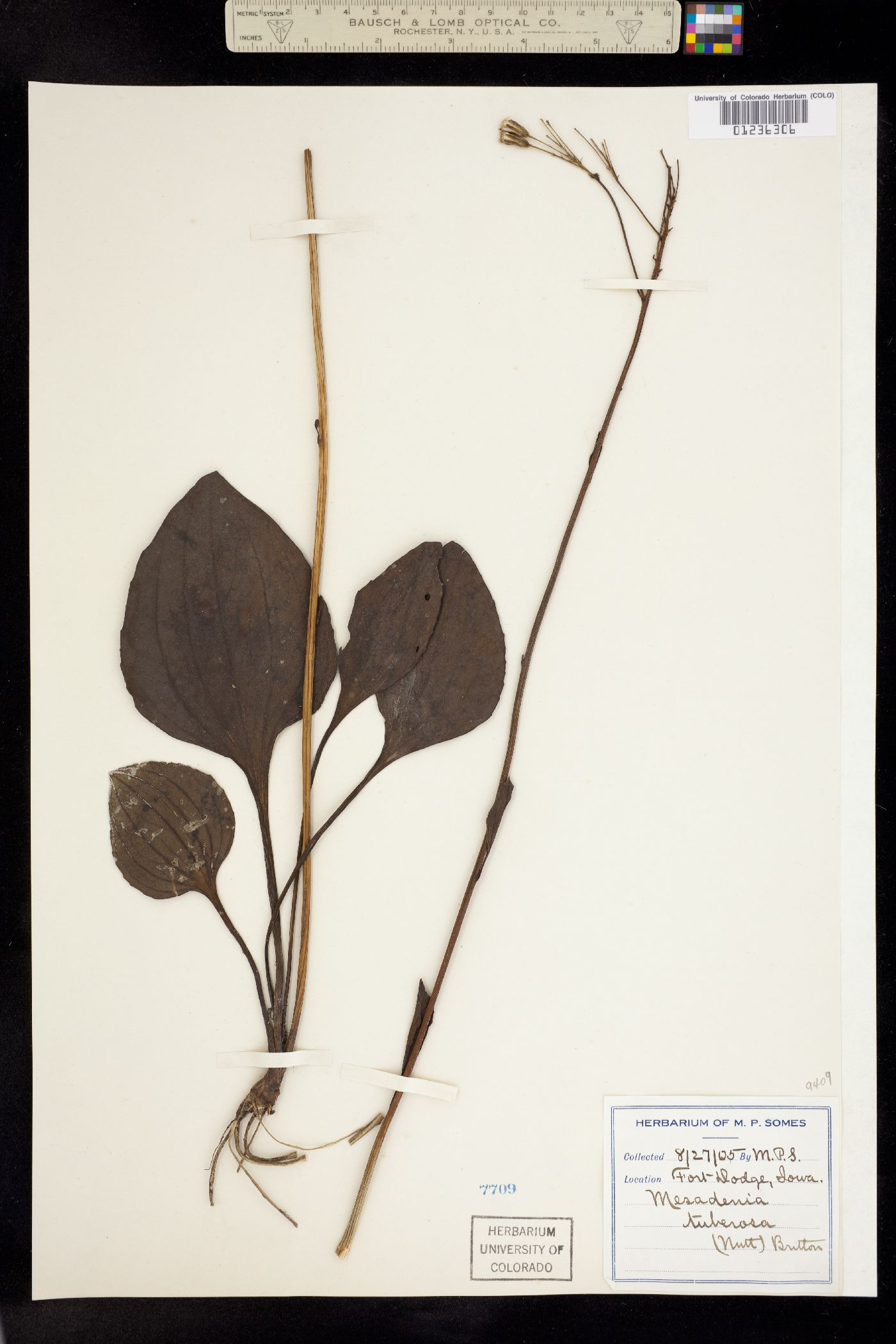 Arnoglossum plantagineum image