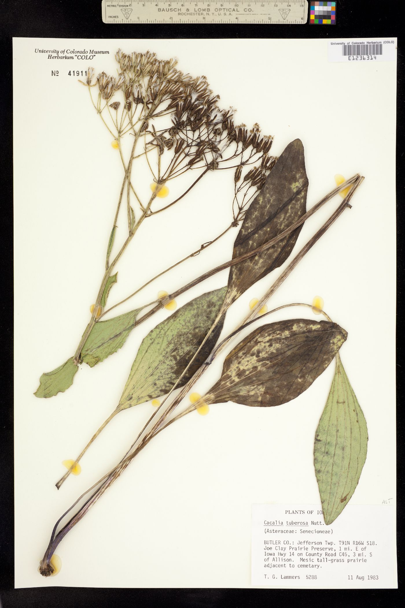 Arnoglossum plantagineum image