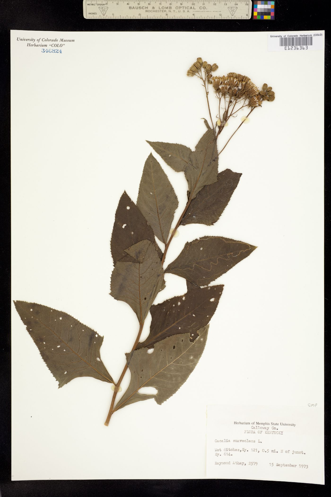 Senecio suaveolens image