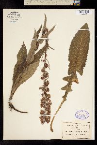 Erechtites valerianifolia image