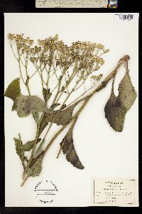 Cacalia floridana image