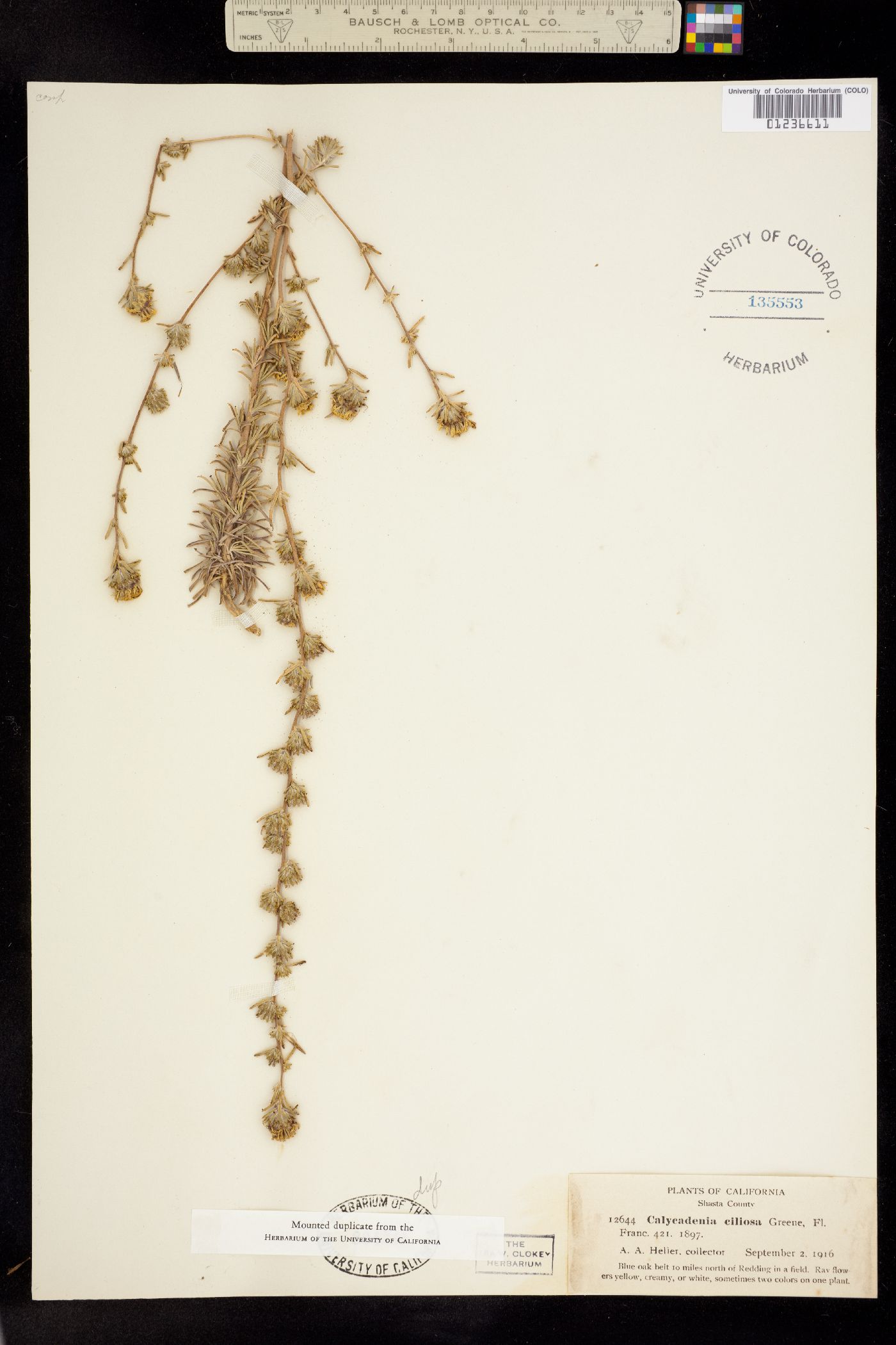 Calycadenia fremontii image