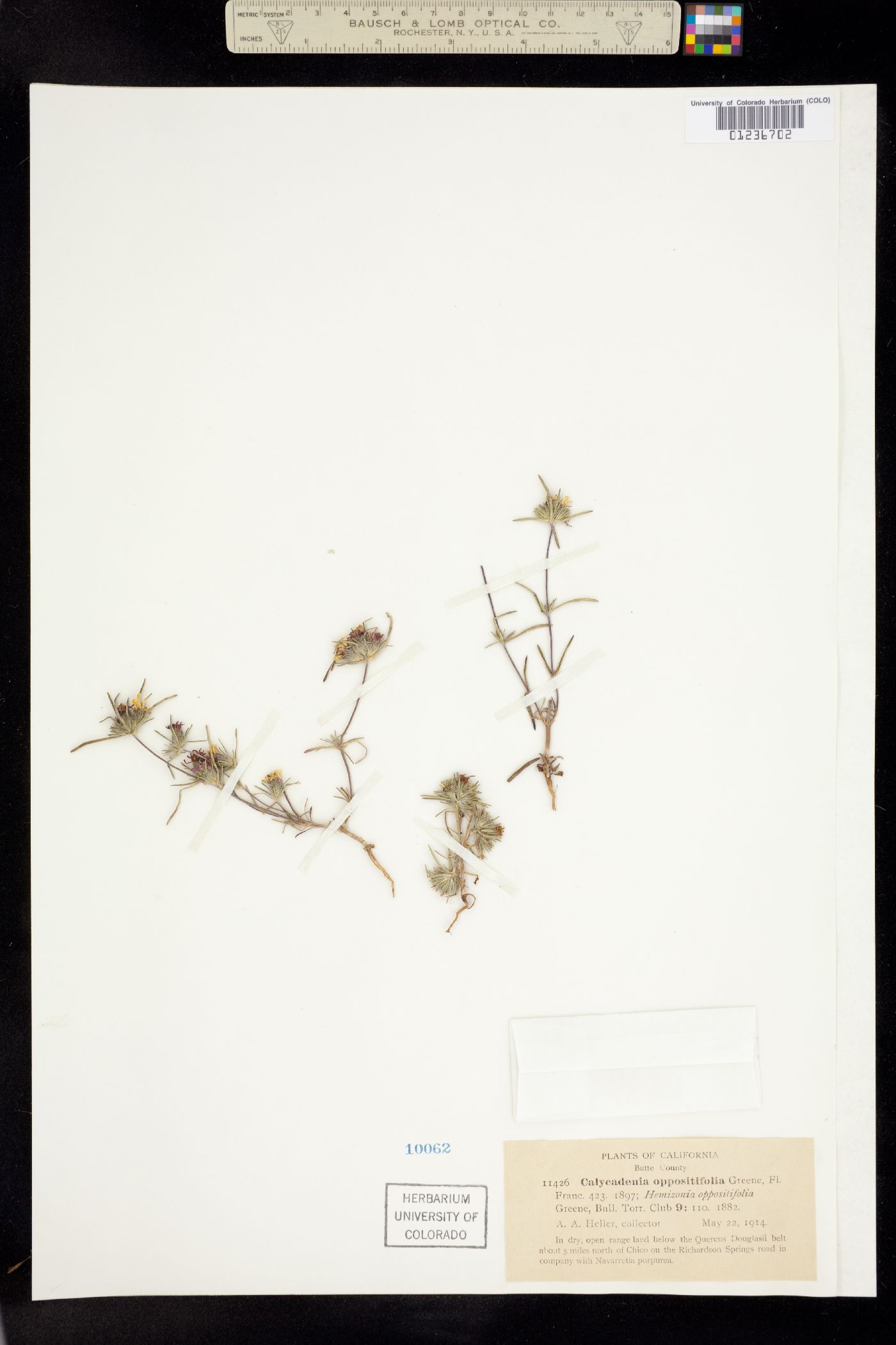 Calycadenia oppositifolia image