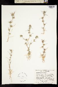 Image of Calycadenia villosa