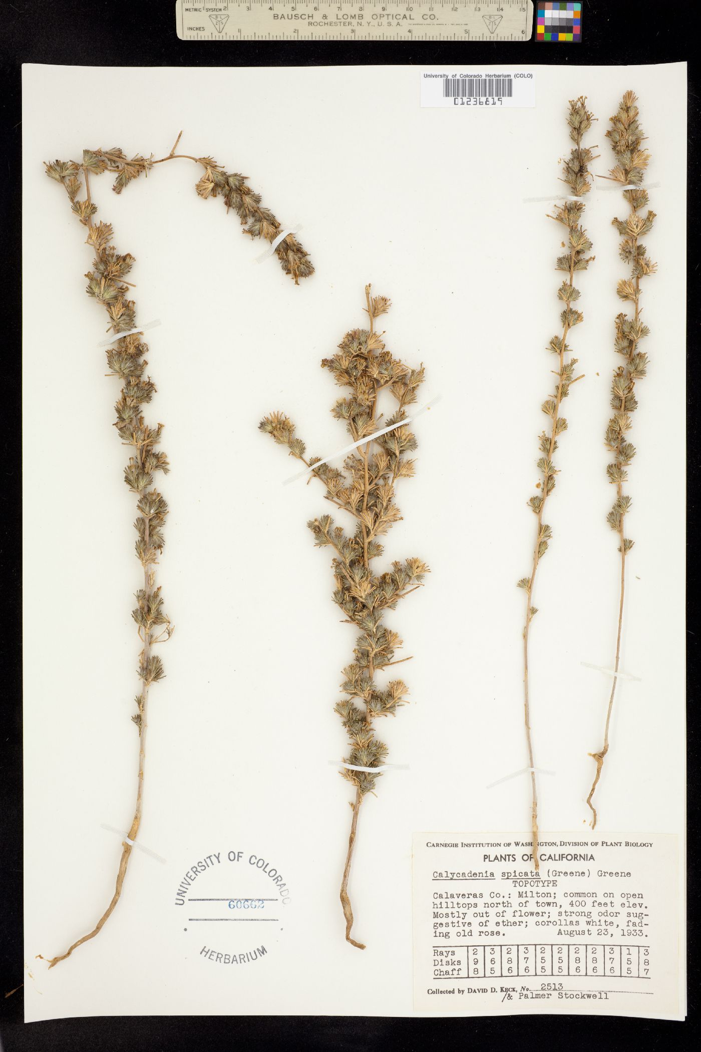 Calycadenia spicata image