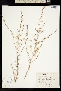 Image of Calycadenia pauciflora