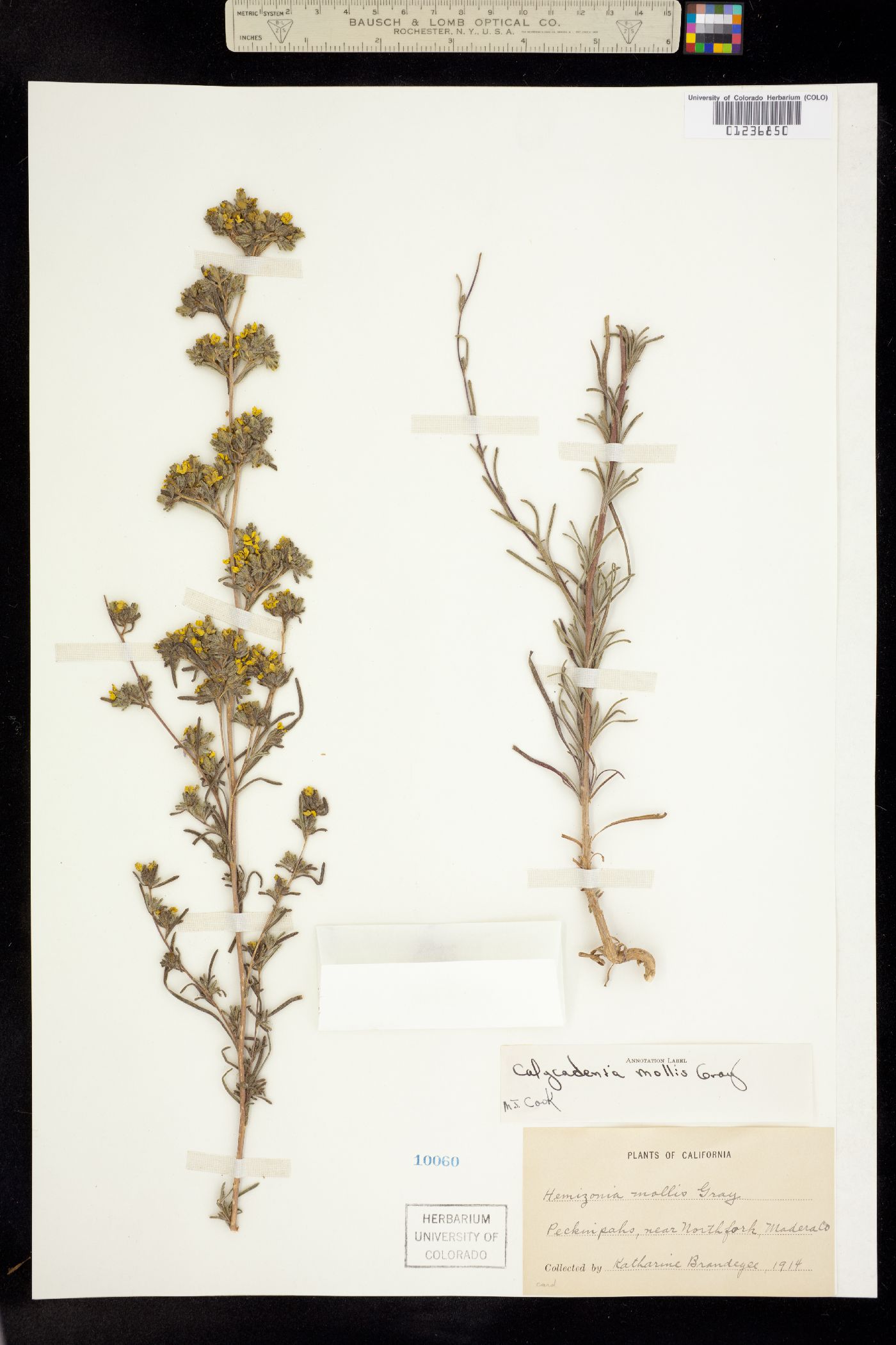 Calycadenia mollis image