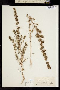 Calycadenia cephalotes image