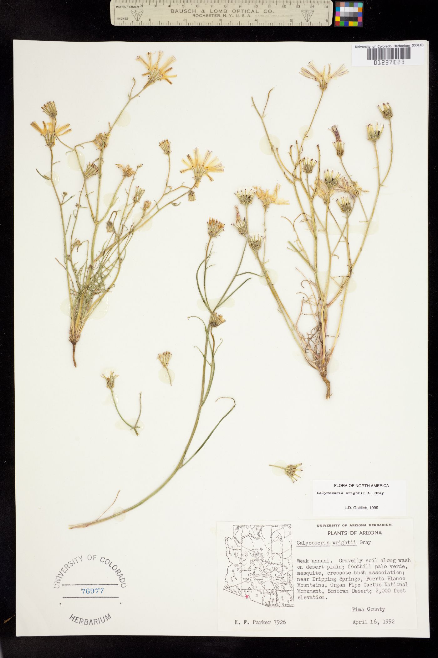 Calycoseris wrightii image