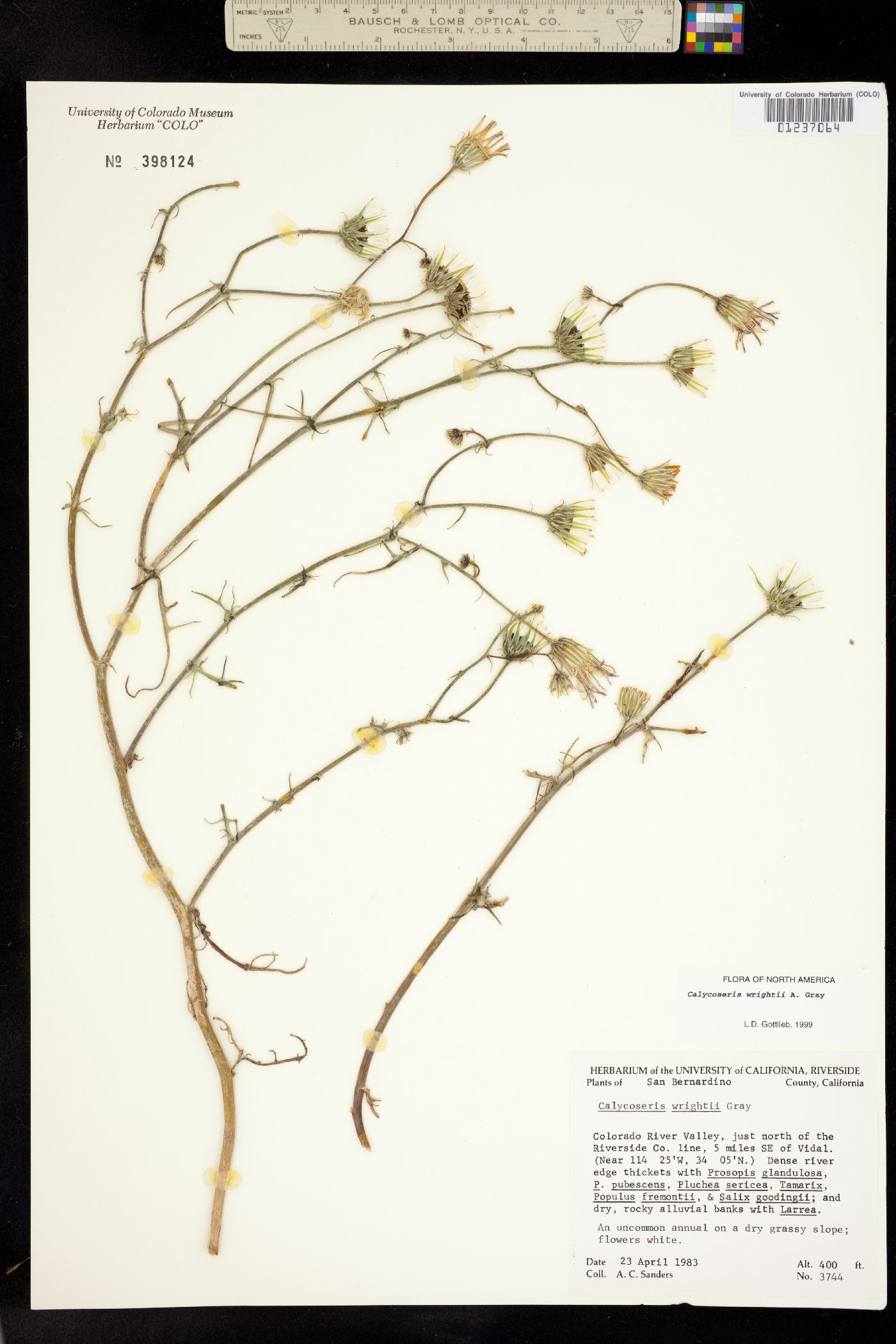 Calycoseris wrightii image