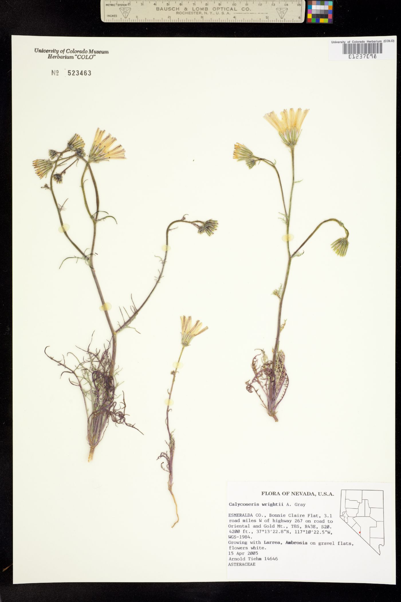 Calycoseris wrightii image