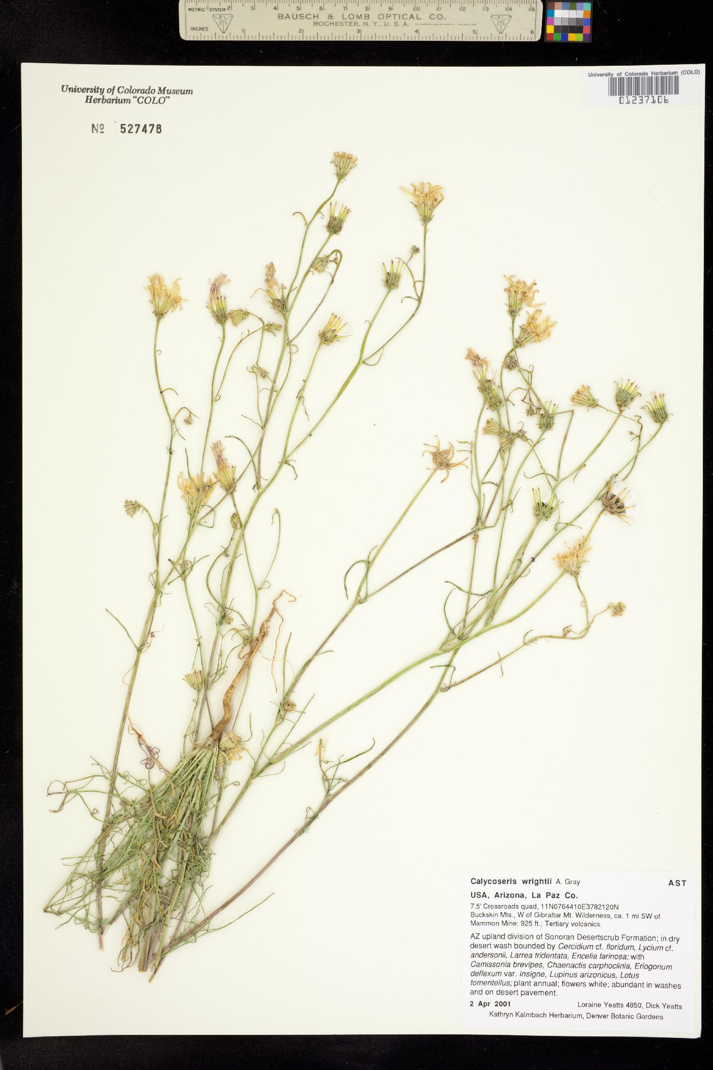 Calycoseris wrightii image