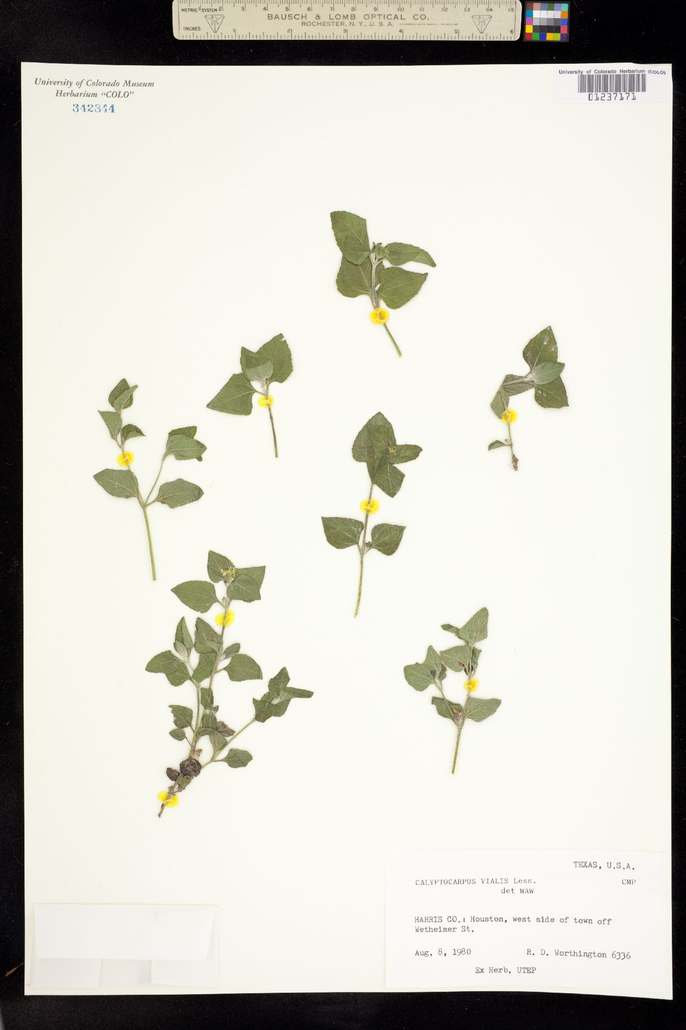 Calyptocarpus vialis image