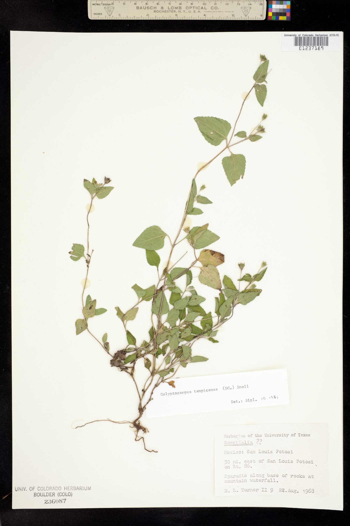 Calyptocarpus vialis image