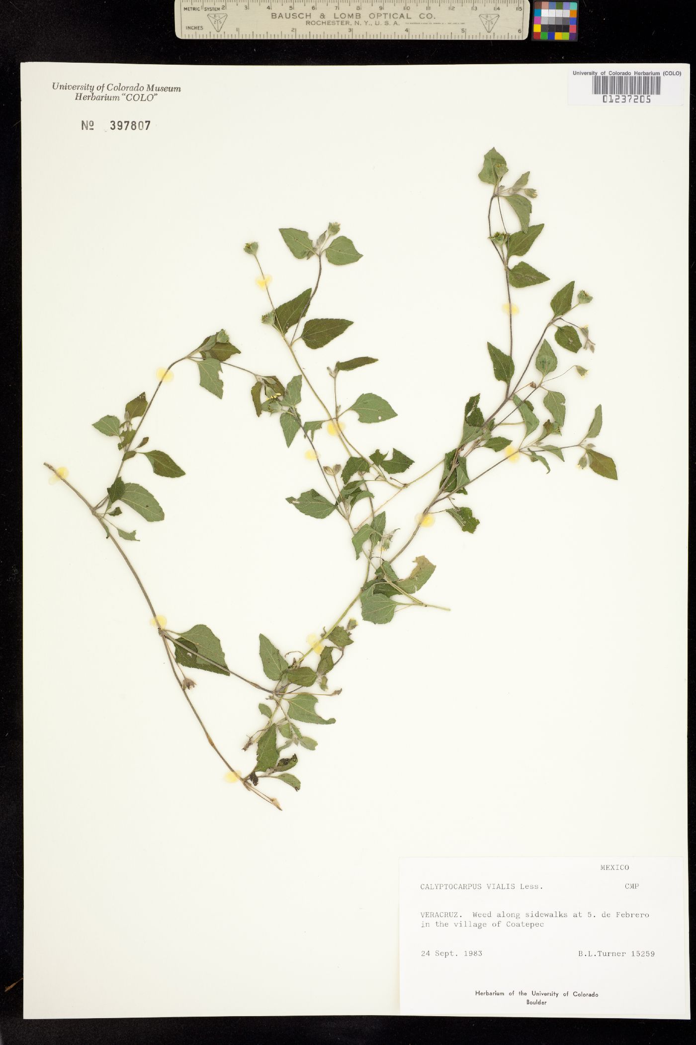 Calyptocarpus image