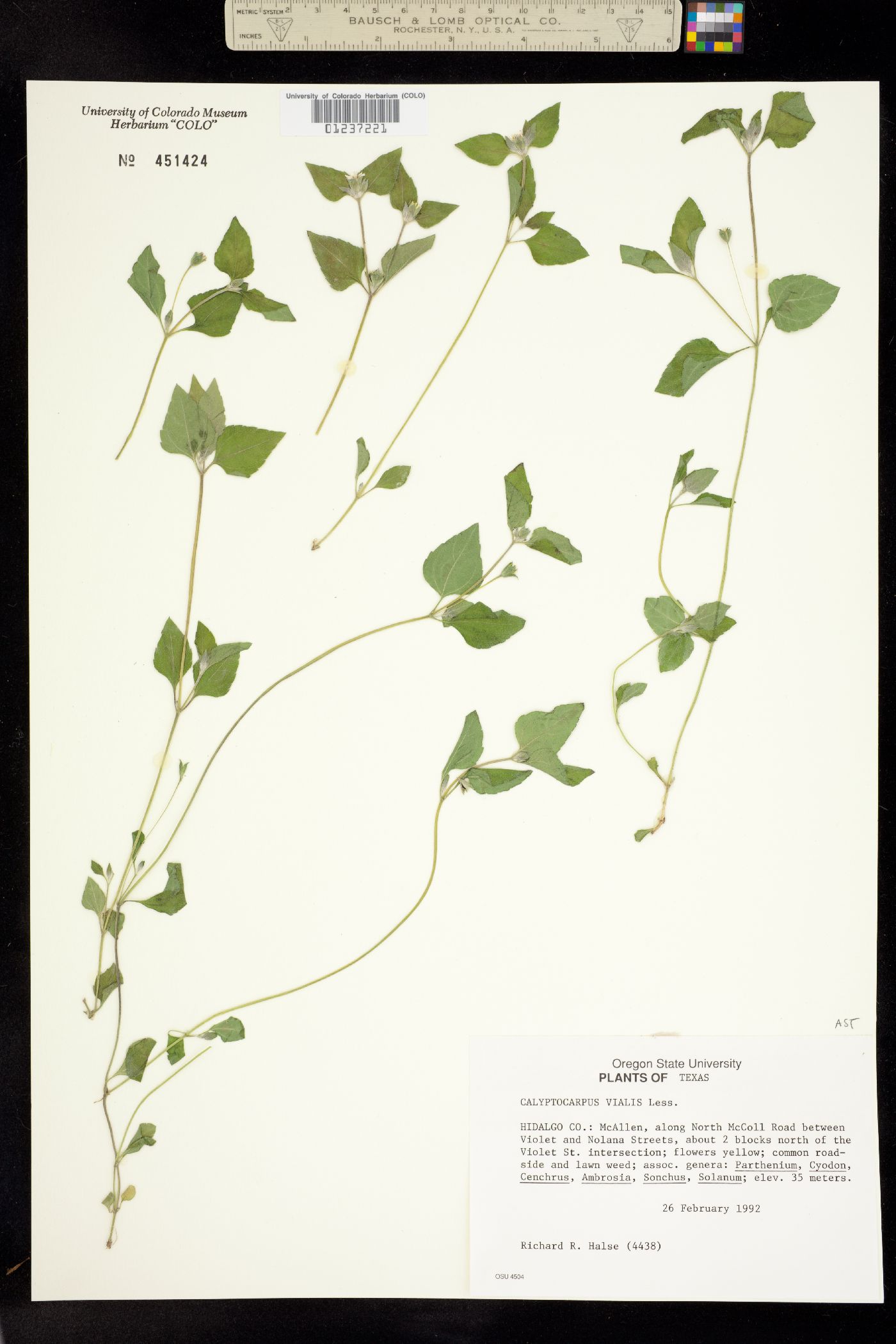 Calyptocarpus vialis image
