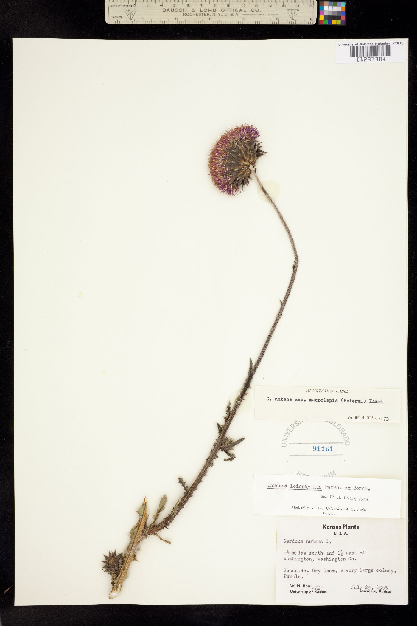 Carduus nutans image