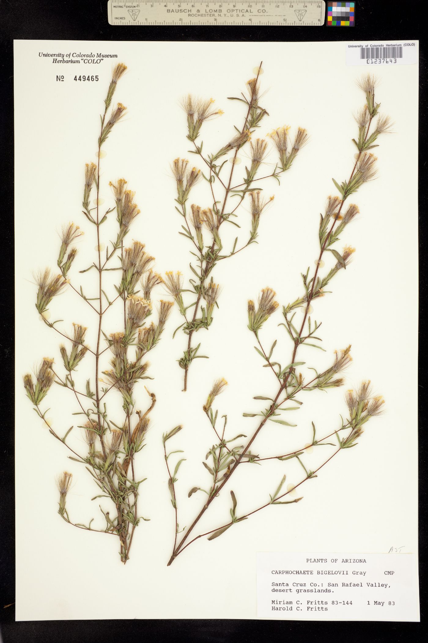 Carphochaete image