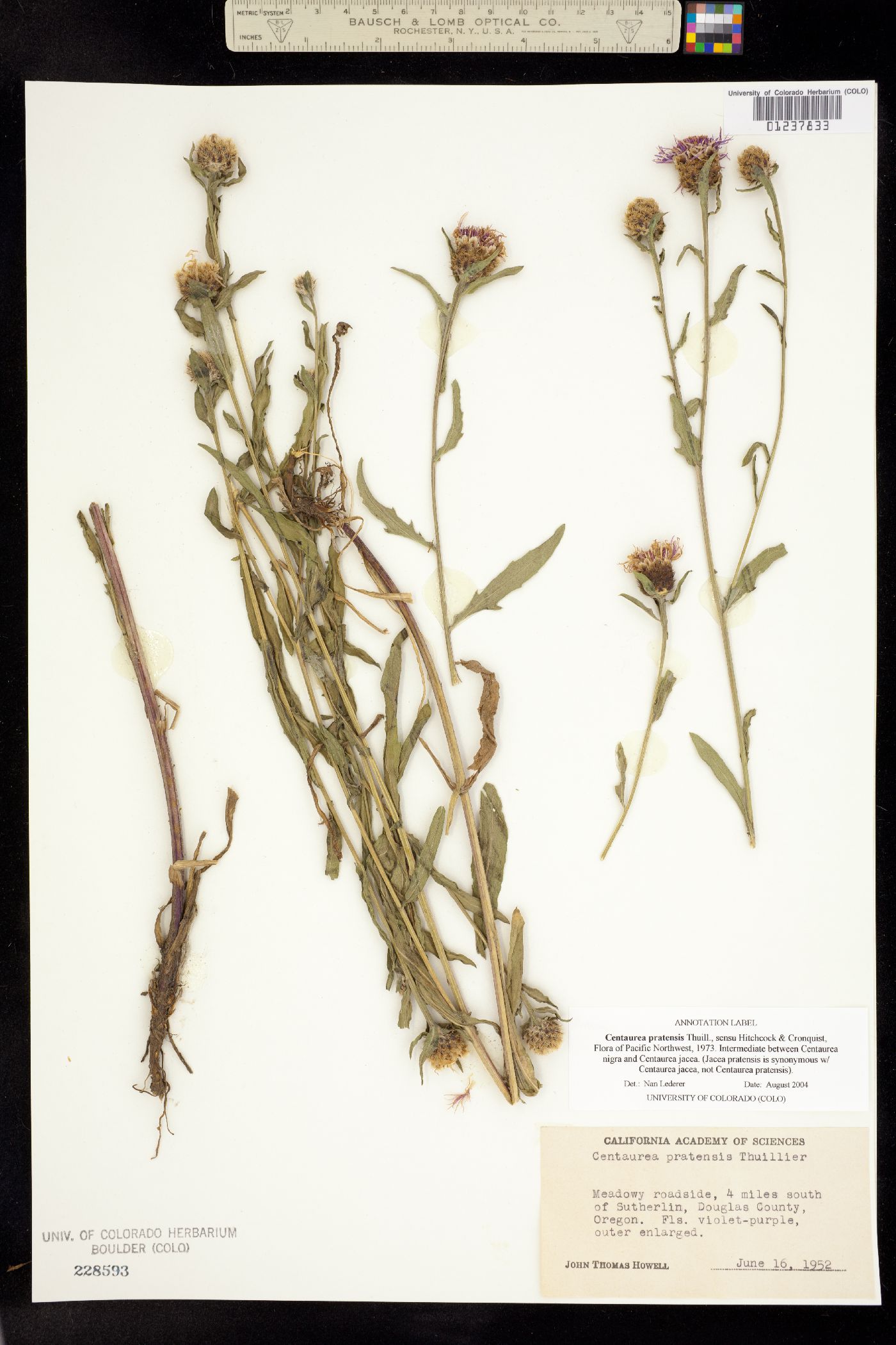 Centaurea X moncktonii image