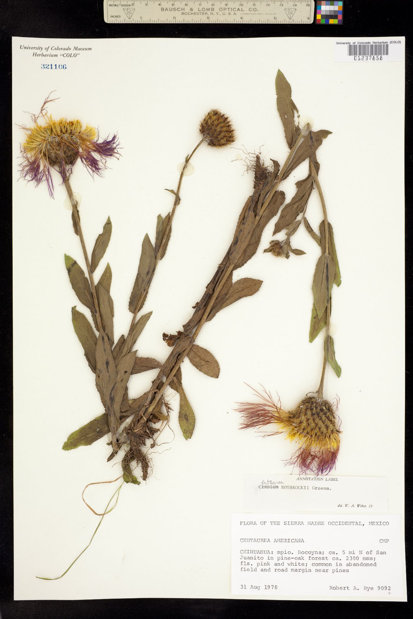 Centaurea rothrockii image