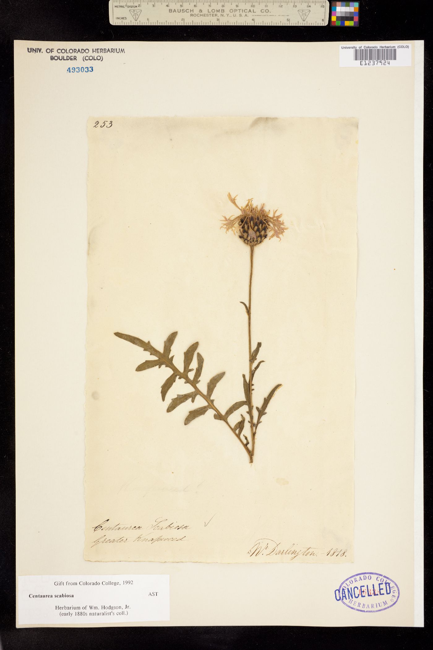 Centaurea scabiosa image