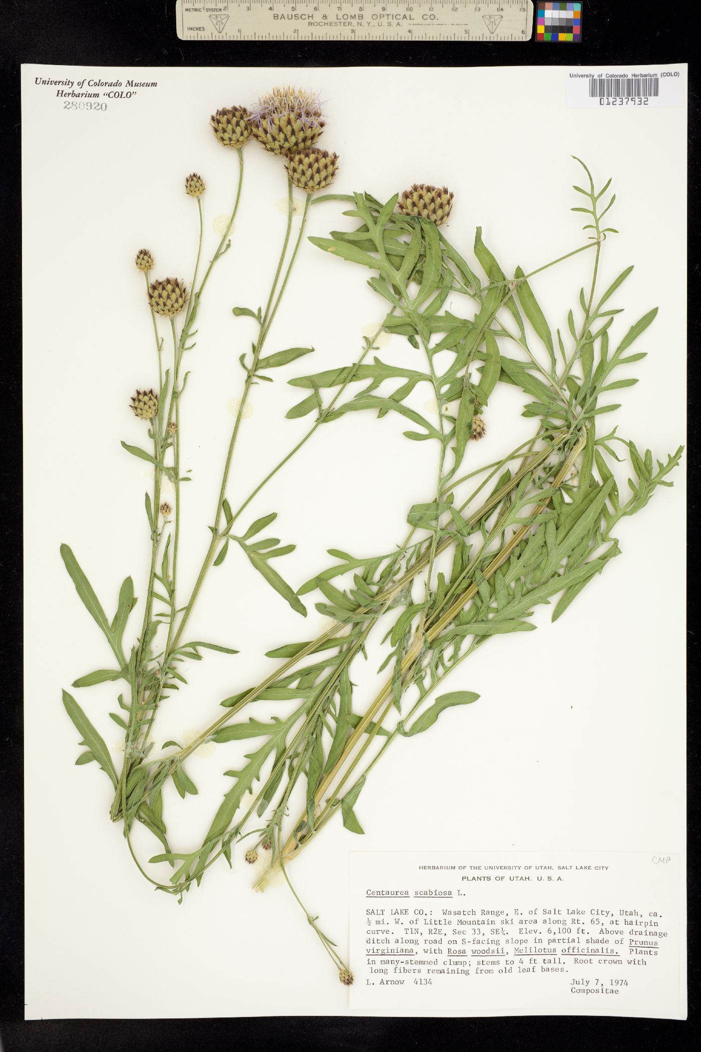 Centaurea scabiosa image