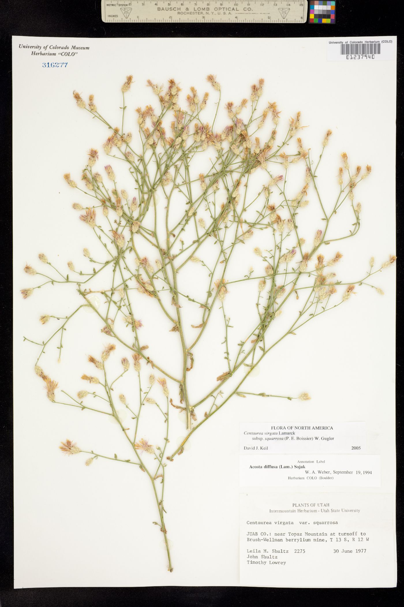Centaurea virgata ssp. squarrosa image