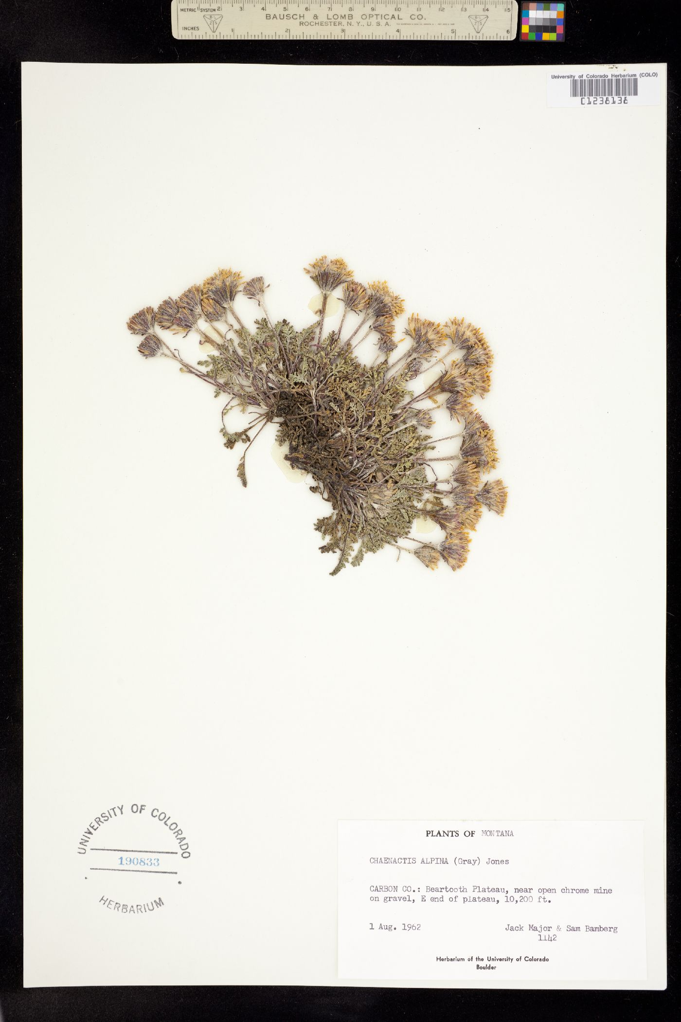 Chaenactis douglasii var. alpina image